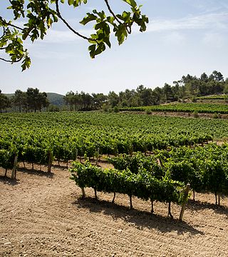 Weinprobe und Führung im Mas Rodó Vitivinicola