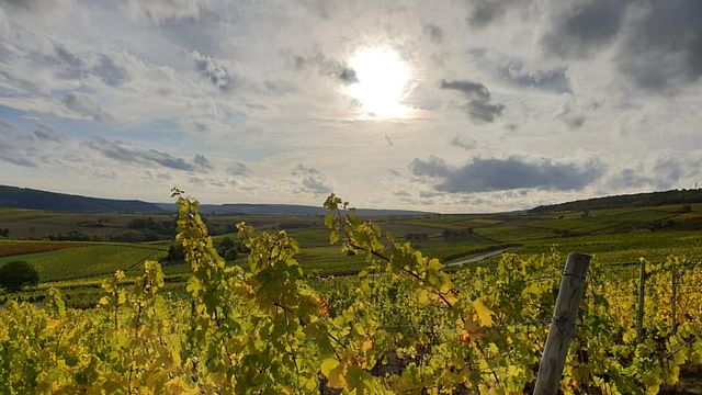 Degustazione di vini e visita al Weingut Hof Breitenstein