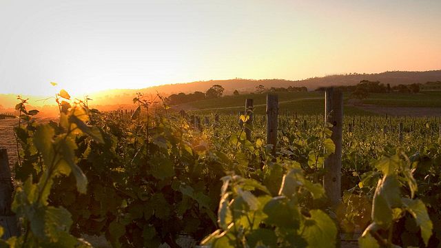 Degustação de vinhos e tour na Knappstein Wines