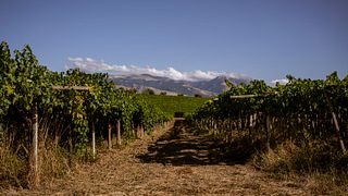 Nic Tartaglia Winery