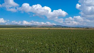 Cata de vinos y visita a los dominios franco-romanos