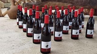 Cata de vinos y recorrido en Marani de Ucha Macharashvili