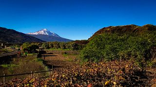 Historia del vino canario, a través de pueblos y viñedos