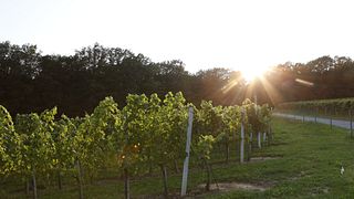 Tour e degustação na vinícola Pock