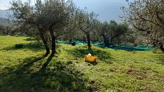 Explore Umbria’s Olive Oil Mill & Wine Feast