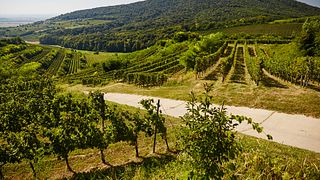 Attila Gere Winery