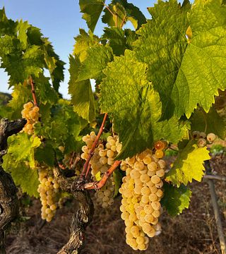 Grammenos Winery