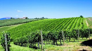 Cantina Brugnoni