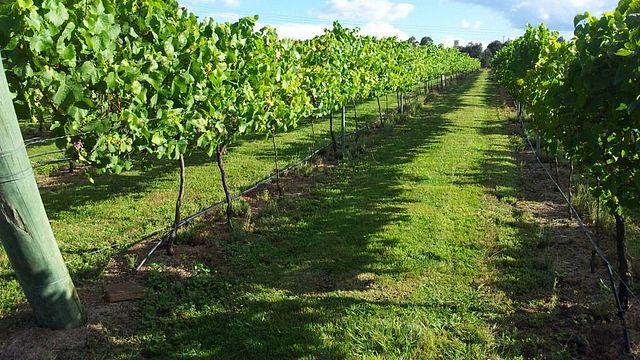 Dégustation de vins et visite du domaine viticole Sutton Forest Estate