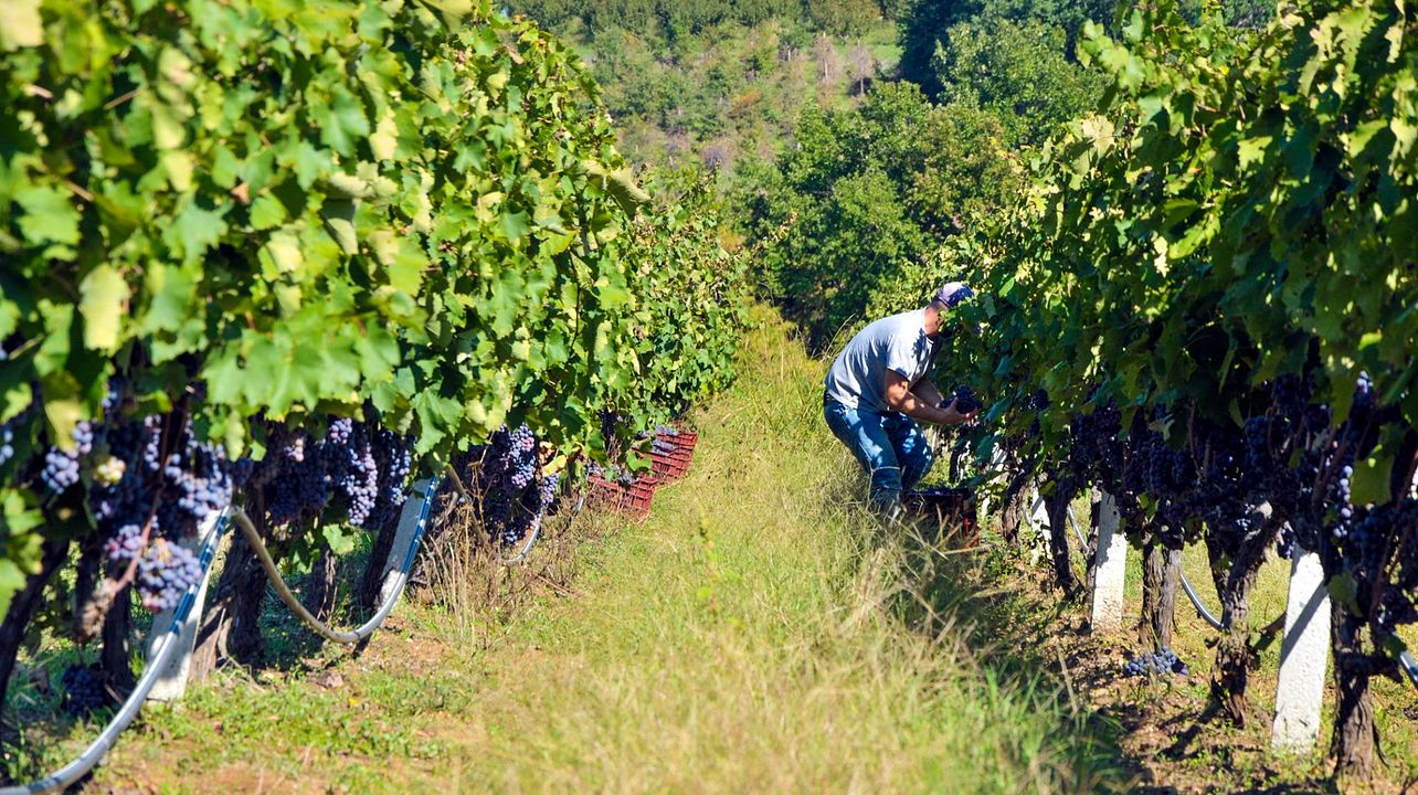 Vaeni Naoussa Winery