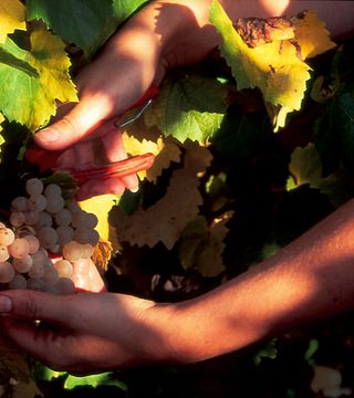Domaine Bott-Geyl