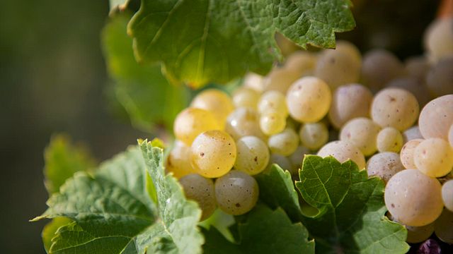 Vinprovning på Weingut Peter Lauer