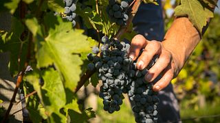 Cata de vinos y visita al Château Ferrière