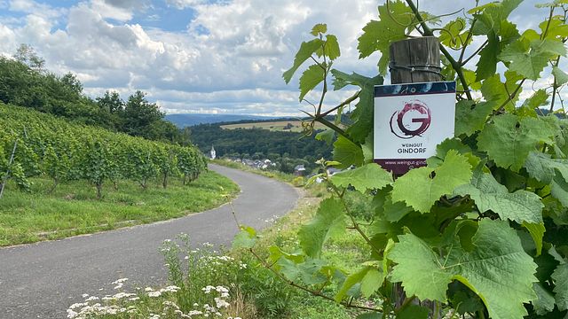 Passeggiata nei vigneti e degustazione di vini a Weingut Gindorf