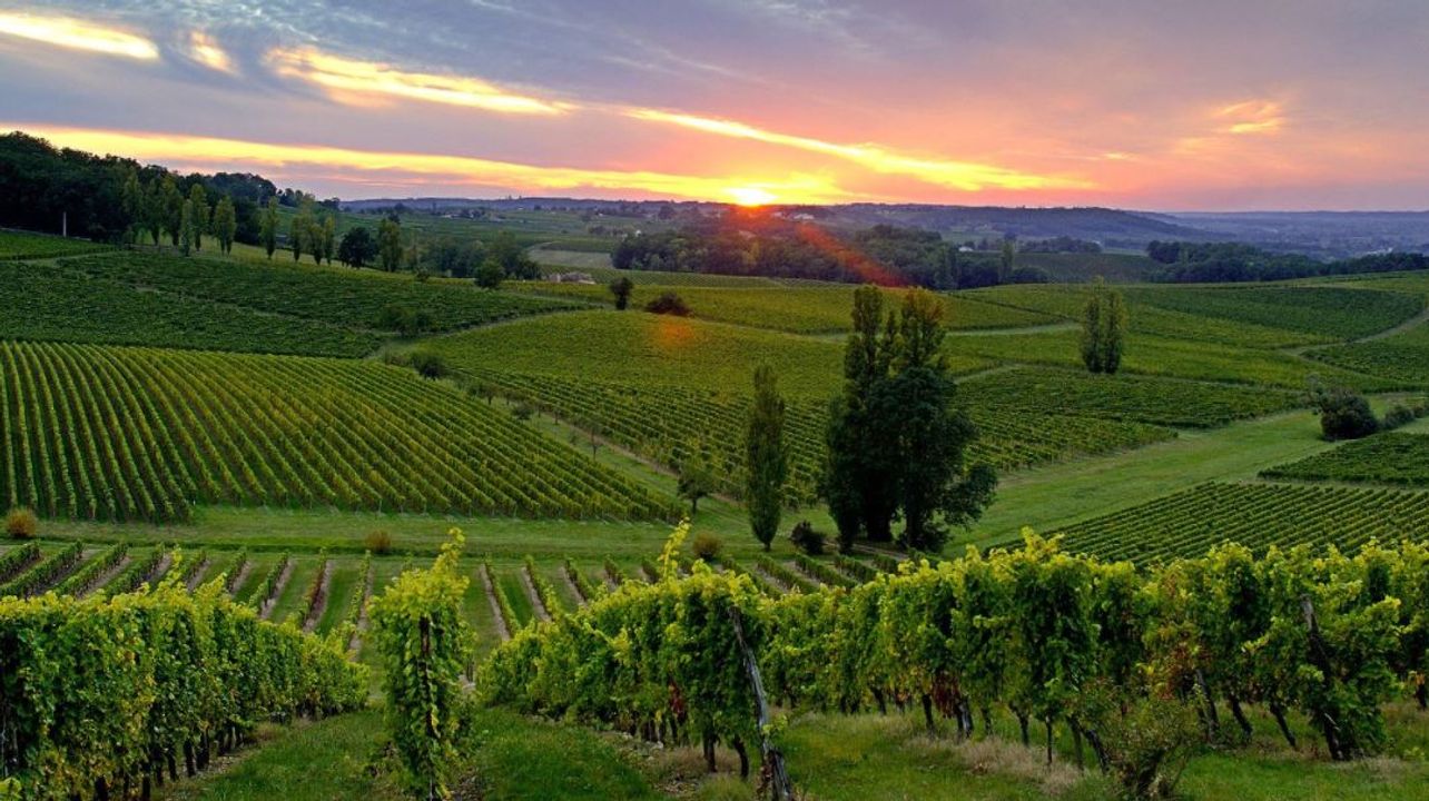 Degustazione di vini e visita al Domaine De Combet