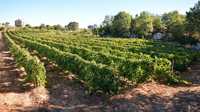 Degustazione di vini di livello 2 presso Karam Wines