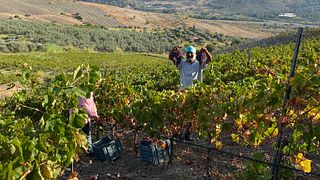 Nasciri Natural Wine Tasting & Vineyard Walk in Timeless Gerace