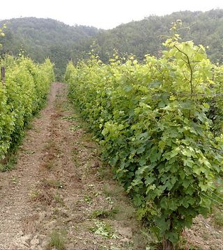 Wine Tasting and Tour at Poggio Azienda Vinicola