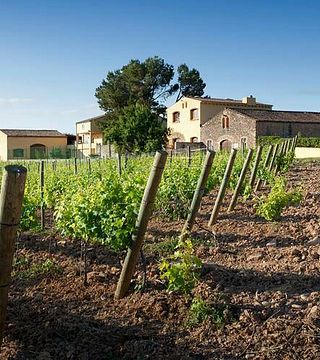 Degustação de vinhos e tour em Cavas Ferret
