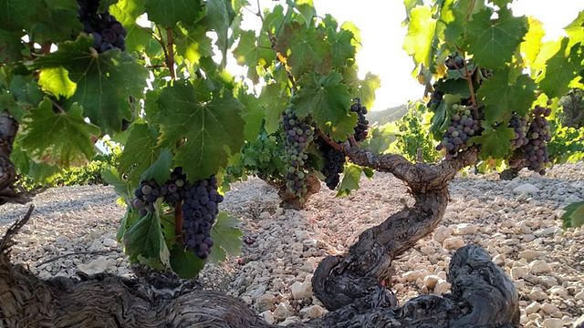 Degustazione di vini e visita alle Bodegas Monovar