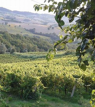 Azienda Agricola Zaccagnini