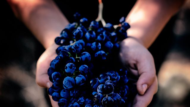 Cata y visita de vinos en Celler Jordi Lluch