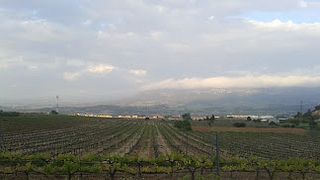Celler Josep Foraster