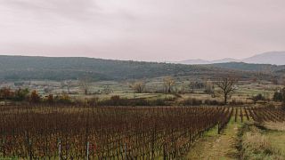 Dégustation de vins de campagne au domaine Krolo