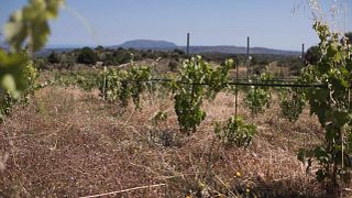 Dégustation de vins signatures au domaine Dourakis
