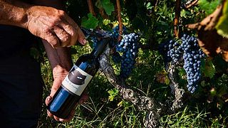 Wine Tasting and Tour at Caricato Factory