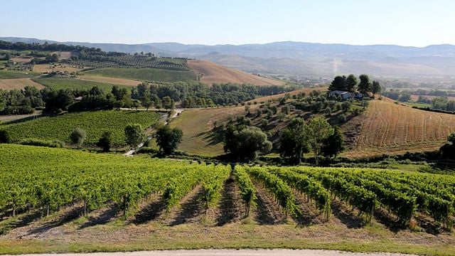 PALAZZONE TASTING