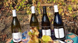 Degustazione di vini e tour presso Vincent Grall Vigneron