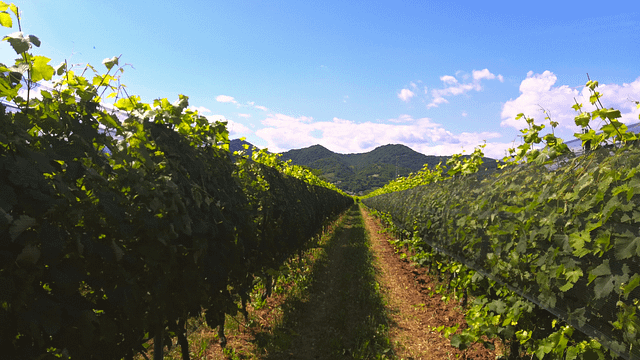 Salty Prosecco Experience på Martignago Vignaioli