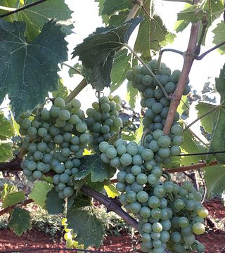 Fuhtar Winery