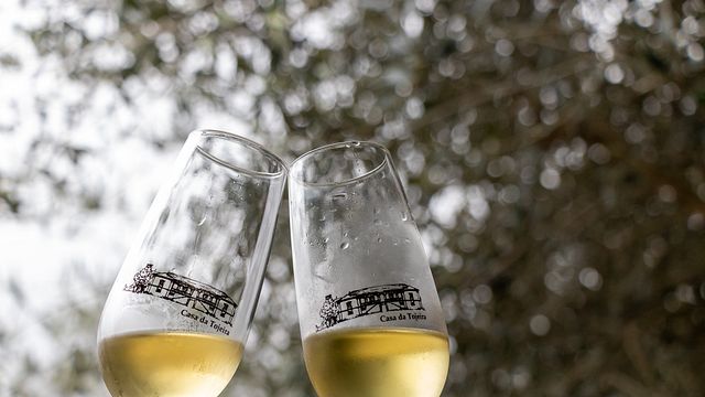 Prova de Vinhos Premium na Casa Da Tojeira