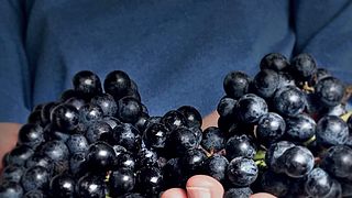 Wine Tasting and Tour at Tessere Cantina
