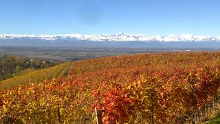 Descubriendo Dosio Vigneti