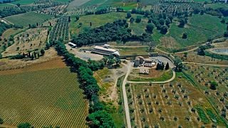 Tuscan Brunello & Olive Oil Tasting at Tenuta Fanti