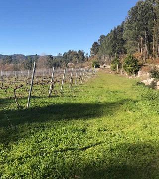Degustazione di vini e tour a Vinhos Norte