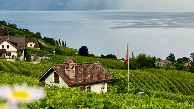 Marc C, guide in Lavaux 