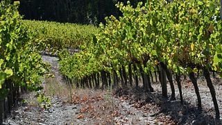 Verkostung einer einzelnen Region bei Encosta do Sobral – Sociedade Agrícola