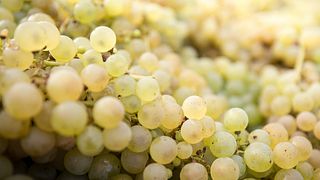 Friuli Wine Journey: Tasting & Cellar Tour at Il Roncal
