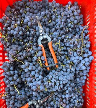 Wine Tasting "Great Harvests"