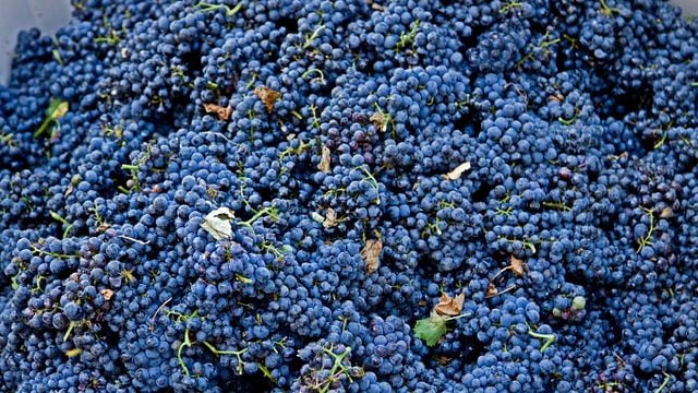 Degustazione e visita presso l'Azienda Agricola Principe Di Tricase