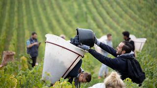 Cata de vinos y visita a la Maison Maurice Gavignet
