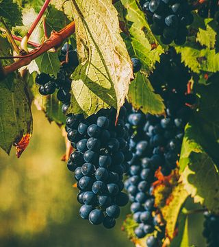Upptäcka Dosio Vigneti