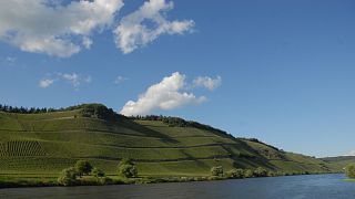 Cata de vinos y visita guiada en Weingut Karp-Schreiber