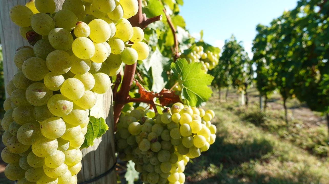 Recorrido de un día en bicicleta y vino por los viñedos de Dealu Mare (a ±1 hora de Bucarest)