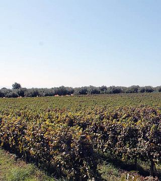 Azienda Agricola Fratelli Davoli