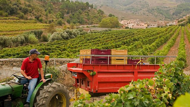 Sangenís I Vaqué Winery